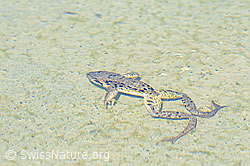 Grasfrosch (Rana temporaria) (07.2021, C199045)