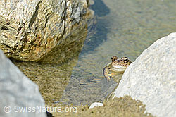 Grasfrosch (Rana temporaria) (C199051)