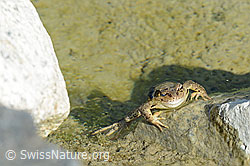 Grasfrosch (Rana temporaria) (07.2021, C199052)
