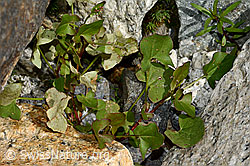 Schildblättriger Ampfer (Rumex scutatus) (C199102)