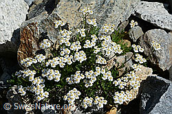 Moschus-Schafgarbe (Achillea erba-rotta) (C199146) Moschus-Schafgarbe (Achillea erba-rotta) (C199146)