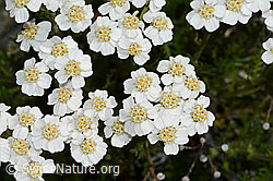 Moschus-Schafgarbe (Achillea erba-rotta) (C199149) Moschus-Schafgarbe (Achillea erba-rotta) (C199149)
