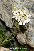 Moschus-Schafgarbe (Achillea erba-rotta) (C199151) Moschus-Schafgarbe (Achillea erba-rotta) (C199151)