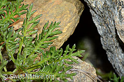 Moschus-Schafgarbe (Achillea erba-rotta) (C199157) Moschus-Schafgarbe (Achillea erba-rotta) (C199157)