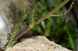 Moschus-Schafgarbe (Achillea erba-rotta) (C199169) Moschus-Schafgarbe (Achillea erba-rotta) (C199169)