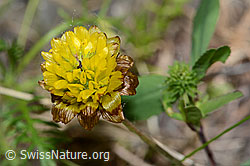 Braun-Klee (Trifolium badium) (C199307)