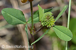 Braun-Klee (Trifolium badium) (C199308)