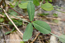 Braun-Klee (Trifolium badium) (C199309)