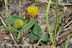 Braun-Klee (Trifolium badium) (C199311)