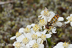Hainschwebfliege (Episyrphus balteatus) on Moschus-Schafgarbe (Achillea erba-rotta) (C199324) Hainschwebfliege (Episyrphus balteatus) on Moschus-Schafgarbe (Achillea erba-rotta) (C199324)