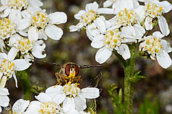 Hainschwebfliege (Episyrphus balteatus) on Moschus-Schafgarbe (Achillea erba-rotta) (C199325) Hainschwebfliege (Episyrphus balteatus) on Moschus-Schafgarbe (Achillea erba-rotta) (C199325)