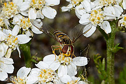 Hainschwebfliege (Episyrphus balteatus) on Moschus-Schafgarbe (Achillea erba-rotta) (C199326) Hainschwebfliege (Episyrphus balteatus) on Moschus-Schafgarbe (Achillea erba-rotta) (C199326)