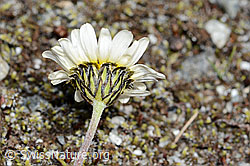Gewöhnliche Alpenmargerite (Leucanthemopsis alpina). (C199336)