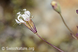 Silene rupestris (C199344)