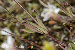 Silene rupestris (C199347)