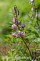 Türkenbund (Lilium martagon) (C199402)