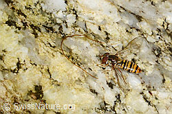 Hainschwebfliege (Episyrphus balteatus) (C199430) Hainschwebfliege (Episyrphus balteatus) (C199430)