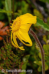 Arnika (Arnica montana) (C199465)