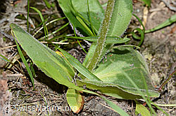 Arnika (Arnica montana) (C199468)