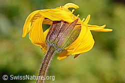 Arnika (Arnica montana) (C199470)