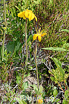 Arnika (Arnica montana) (C199473)