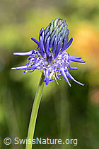 Photo: Phyteuma betonicifolium