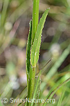 Photo: Phyteuma betonicifolium