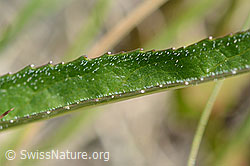 Photo: Phyteuma betonicifolium