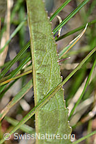 Betonienblättrige Rapunzel (Phyteuma betonicifolium) (C199477)