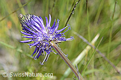 Photo: Phyteuma betonicifolium