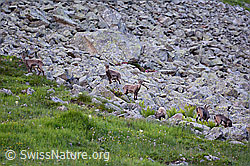 Foto: Alpensteinböcke (Capra ibex) im Rudel auf Blockfeld