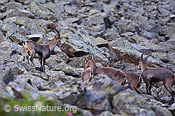 Foto: Alpensteinböcke (Capra ibex) im Rudel auf Blockfeld
