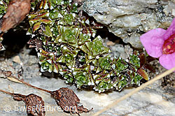 Gegenblättriegr Steinbrech (Saxifraga oppositifolia) (C199568) Gegenblättriegr Steinbrech (Saxifraga oppositifolia) (C199568)
