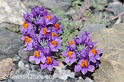 Alpen-Leinkraut (Linaria alpina) (C199575) Alpen-Leinkraut (Linaria alpina) (C199575)