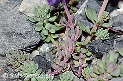 Alpen-Leinkraut (Linaria alpina) (C199576) Alpen-Leinkraut (Linaria alpina) (C199576)