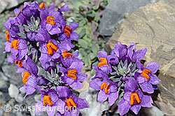 Alpen-Leinkraut (Linaria alpina) (C199581) Alpen-Leinkraut (Linaria alpina) (C199581)