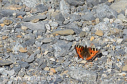 Kleiner Fuchs (Aglais urticae) (C199644)