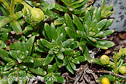 Bewimperter Steinbrech (Saxifraga aizoides) (C199689) Bewimperter Steinbrech (Saxifraga aizoides) (C199689)