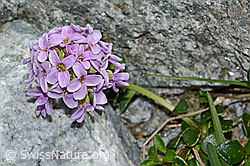 Kriechendes Täschelkraut (Thlaspi rotundifolium) (C199783) Kriechendes Täschelkraut (Thlaspi rotundifolium) (C199783)
