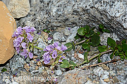 Kriechendes Täschelkraut (Thlaspi rotundifolium) (C199785) Kriechendes Täschelkraut (Thlaspi rotundifolium) (C199785)