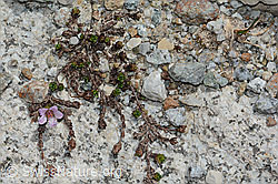 Gegenblättriger Steinbrech (Saxifraga oppositifolia) (C199790) Gegenblättriger Steinbrech (Saxifraga oppositifolia) (C199790)