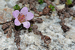 Gegenblättriger Steinbrech (Saxifraga oppositifolia) (C199791) Gegenblättriger Steinbrech (Saxifraga oppositifolia) (C199791)