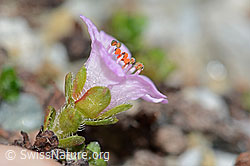 Gegenblättriger Steinbrech (Saxifraga oppositifolia) (C199795) Gegenblättriger Steinbrech (Saxifraga oppositifolia) (C199795)