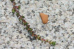Gegenblättriger Steinbrech (Saxifraga oppositifolia) (C199797) Gegenblättriger Steinbrech (Saxifraga oppositifolia) (C199797)