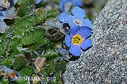 Himmelsherold (Eritrichium nanum) (C202074) Himmelsherold (Eritrichium nanum) (C202074)