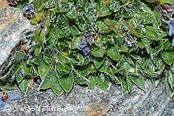 Himmelsherold (Eritrichium nanum) (C202076) Himmelsherold (Eritrichium nanum) (C202076)