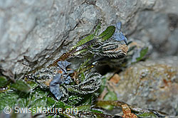 Himmelsherold (Eritrichium nanum) (C202077) Himmelsherold (Eritrichium nanum) (C202077)