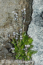 Bläuliche Gänsekresse (Arabis caerulea) (C202329) Bläuliche Gänsekresse (Arabis caerulea) (C202329)