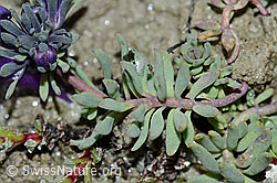 Alpen-Leinkraut (Linaria alpina) (C202343) Alpen-Leinkraut (Linaria alpina) (C202343)