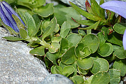 Campanula cenisia (C202434)
